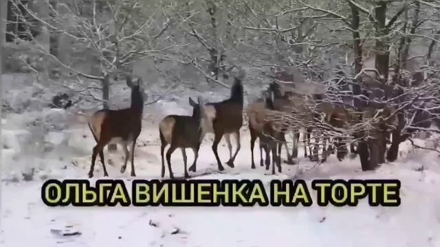 УРАЛЬСКИЙ ПОДКАБЛУЧНИК! ОЛЬГА УРАЛОЧКА LIVE. ОБЗОР.