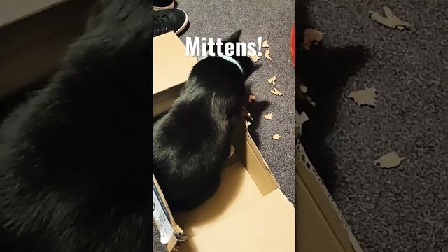 It's Mittens!