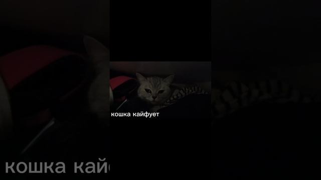 Кошка кайфует.