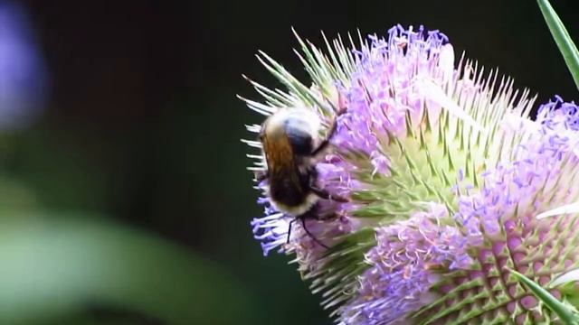 MVI 5183 Bombus bohemicus or vestalis cuckoo bee on teasel 24/7/17