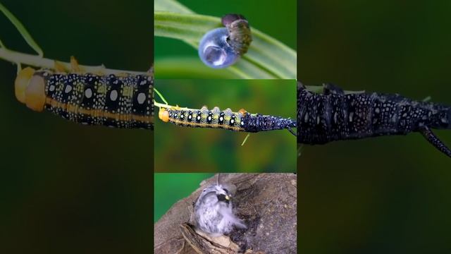 Watch How This Caterpillar Turn Into A Butterfly, A Puss Moth and A Hawk-Moth | The Dodo eGyan NEET