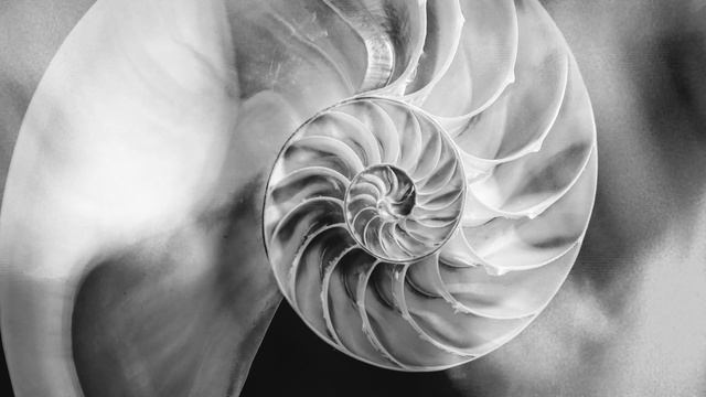 Levnosov Seashell(teaser)