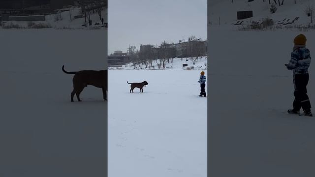 Мой любимый союз. Спайк очень трепетно относится к Матвею. Оберегает его ♥️ #ambully  #амбулли