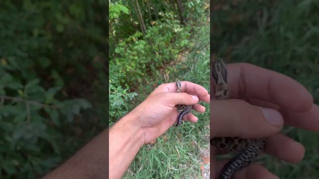 Baby eastern hognose snake