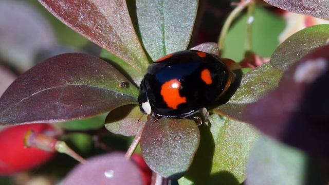 Гармонія азійська - Harlequin - Harmonia axyridis - м. Львів, 16.05.2020р.-2