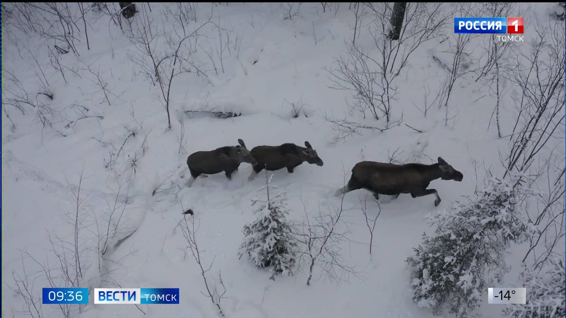 Вести. Томск, выпуск от 10.01.2025 09:30