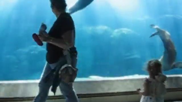 Cutest kid chasing and getting chased by cutest seal at aquarium