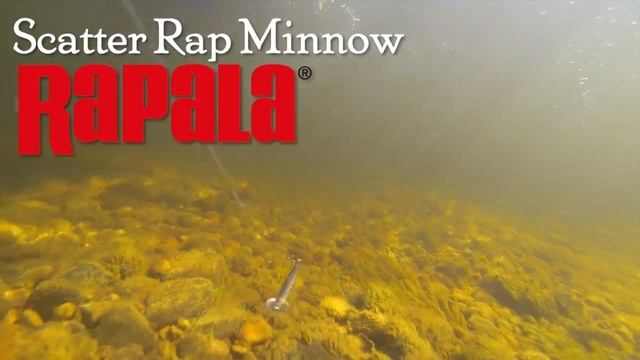 Scatter Rap minnow