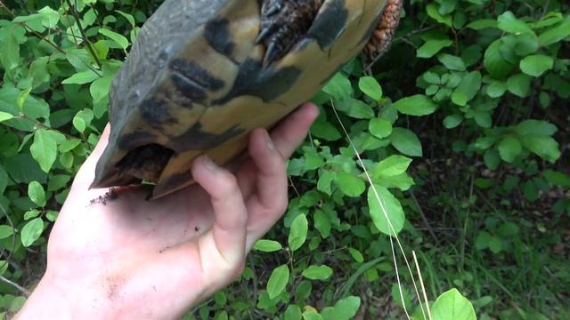 Searching for Hognose Snakes! - Finding One Right Next to the Car!!!
