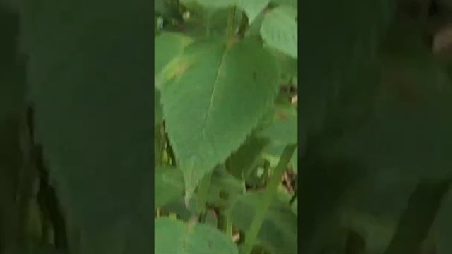 Hummingbird and hummingbird moth