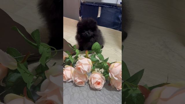 Мальчишка 2 мес.  10-01-2025