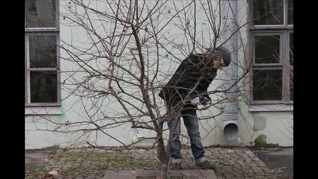 Древо жизни