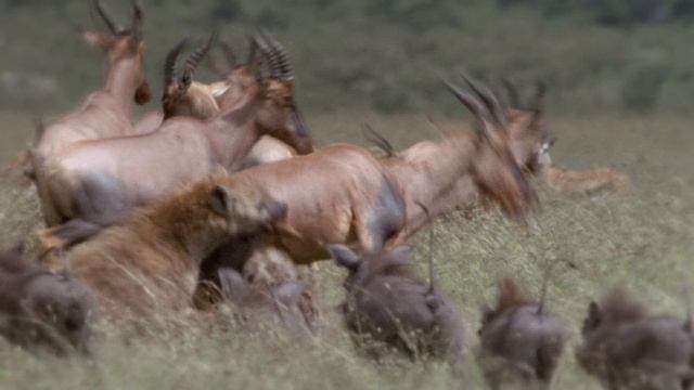 Неудачи хищников. 2 серия. Найти и уничтожить