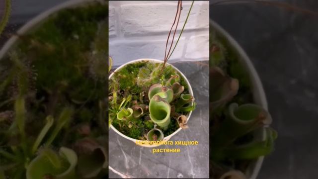 Гелиамфора Heliamphora #хищныерастения #Гелиамфора #хобби