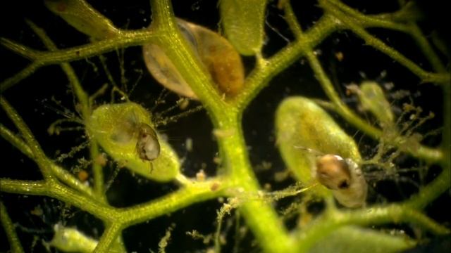 Необычное хищное растение Utricularia( пузырчатка) #хищныерастения