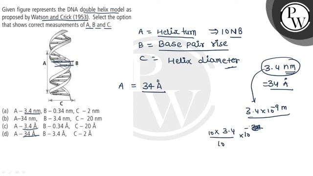 Given figure represents the DNA double helix model as proposed by W...