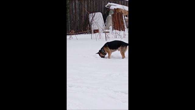 Пёс. Собака. Овчарка.  Том..