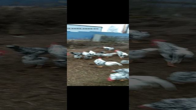 video_20211030_100357.mp4