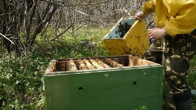 Лесная пасека. Начало