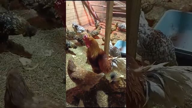 Петя Петушок