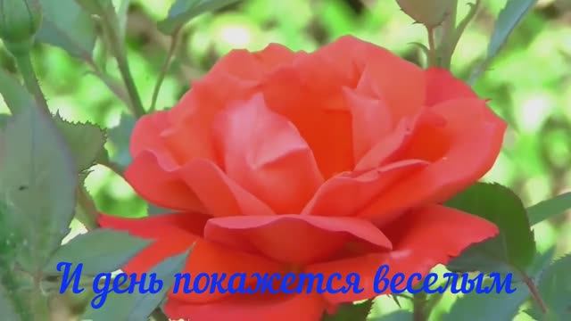 Доброе утро! Красивое пожелание с добрым утром! С Добрым Утром!!!