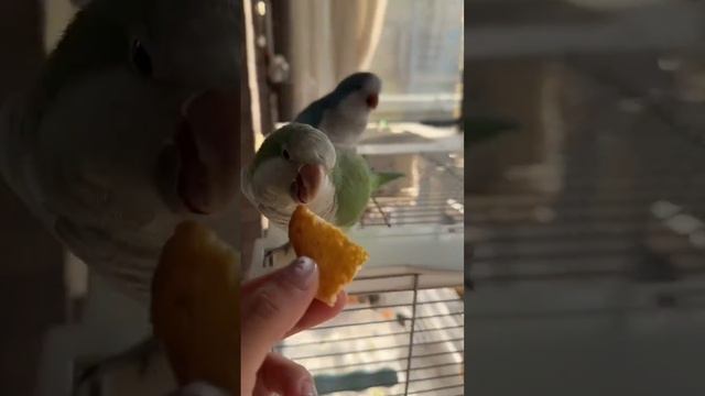 Любят похрустеть.