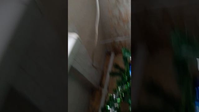 scene_output.mp4