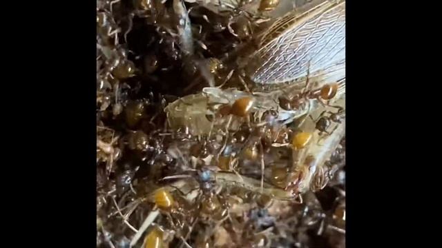 Myrmica rubra and camponotus ligniperda feeding!!!