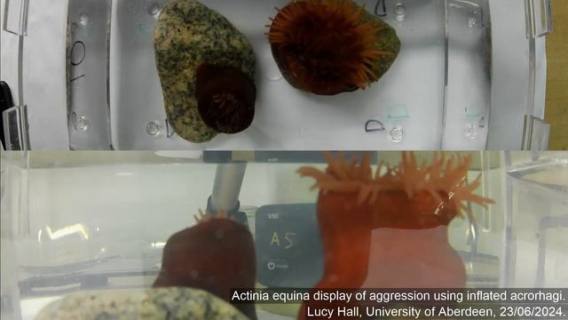 Aggression between beadlet anemones (Actinia equina)