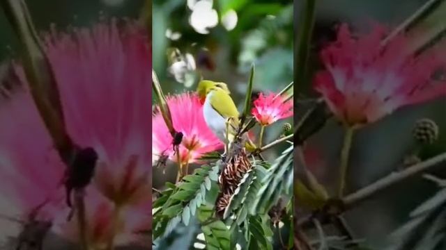 indian white eye #youtubeshorts #viral #wildlife #trending #ytshorts