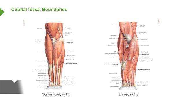 05. Anatomy of the Arm