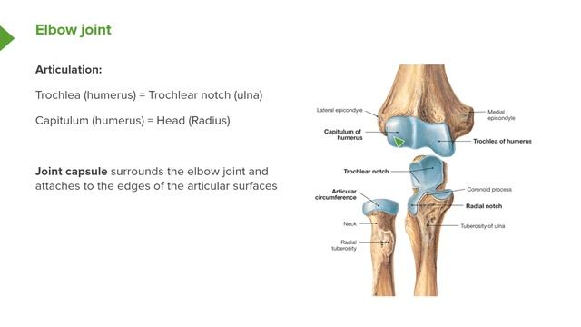 09. Joints of Upper Limb