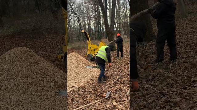 Измельчение в щепу стволов деревьев в Гагаринском парке г. Симферополь