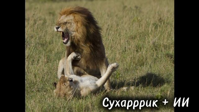 Сухарррик + ИИ - Львы нашей страны.mp4