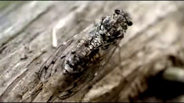 Цикада ясеневая (Cicada orni)