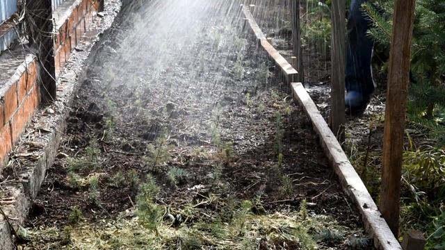 Свой посадочный материал  голубых  елей