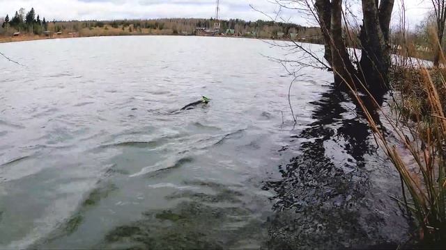 Ловля пассивной щуки на воблеры на Подмосковном пруду