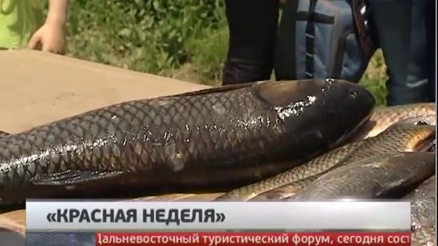 Неделя красной рыбы. Новости. GuberniaTV.