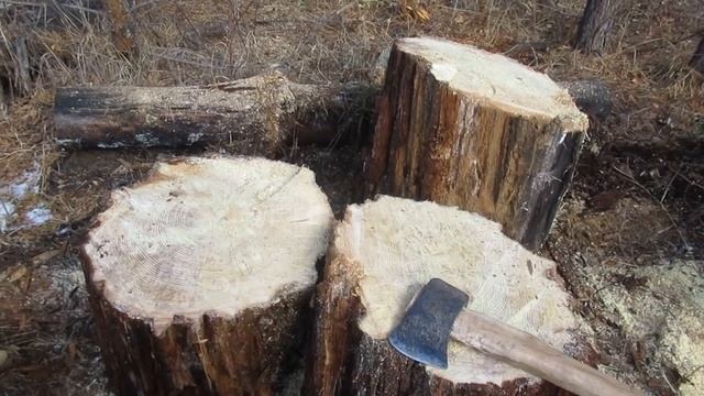Заготовка смолья впрок, для растопки печек зимой.