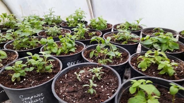 Развитие Евроукора петунии и калибрахоа, 10 дней после высадки!