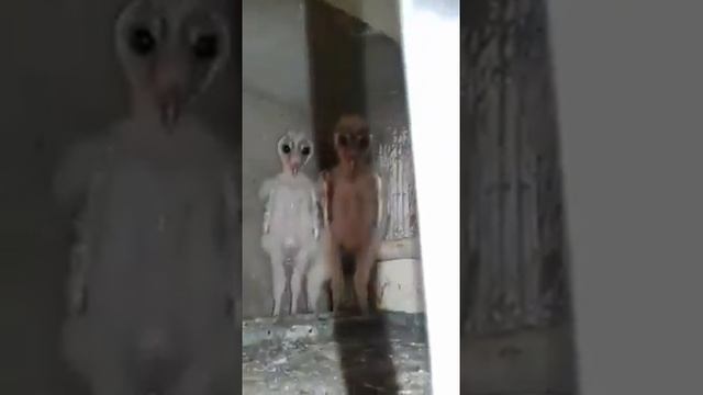 совята