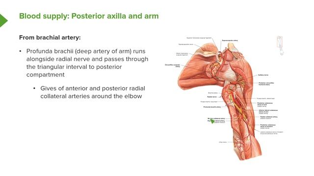 08. Overview of Arterial Supply to Upper Limb