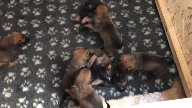 Щенки 25 дней / Puppies 25 days ( Jazz van de Utadreef MR3 x Klassik Allert Indira MR2)