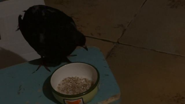 Голубь в процессе восстановления после вертячки