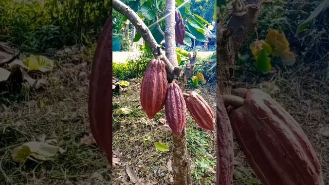 Cacao🍫 #chocolate #shorts #cacao #farm