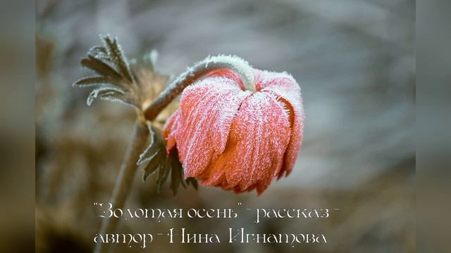 "ЗОЛОТАЯ ОСЕНЬ" - РАССКАЗ - НИНА ИГНАТОВА