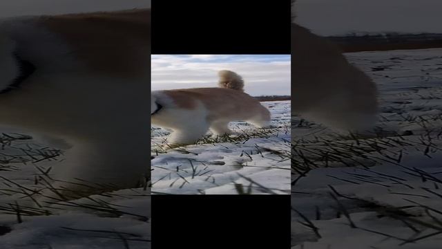 #хайпажер гарфилд любимый кошак