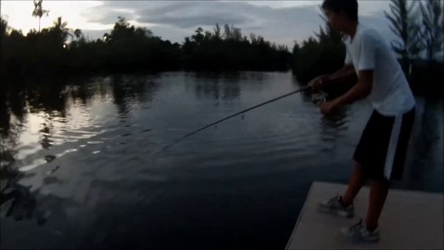 Juvenile Tarpon fishing