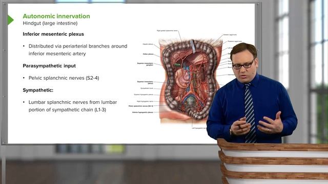 07. Autonomic nerves of the abdominopelvic organs