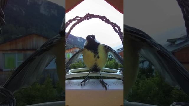 Семечки для птичек